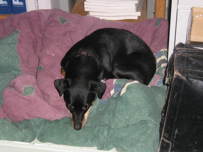 Jack is a 9 year old Miniature Pinscher